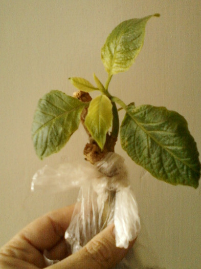 brugm.roz simpla parfumata - primite