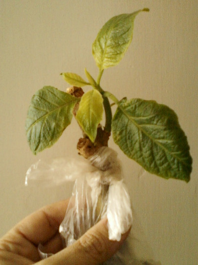 23 mai 2012-flori 015 - primite