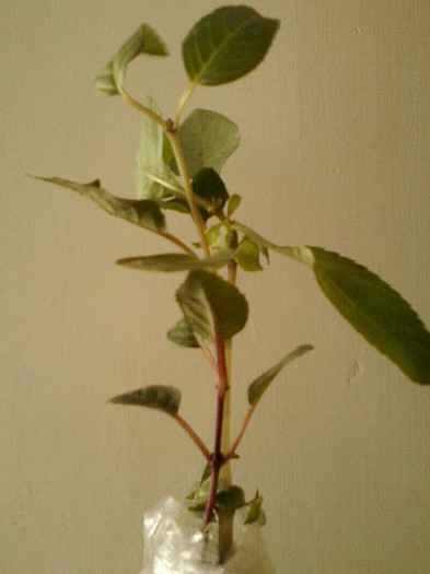 fuchsia - primite