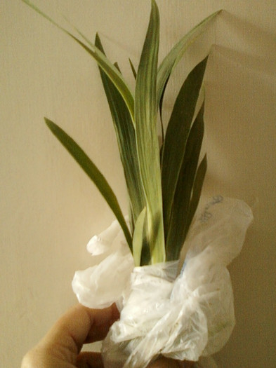 23 mai 2012-flori 018 - primite