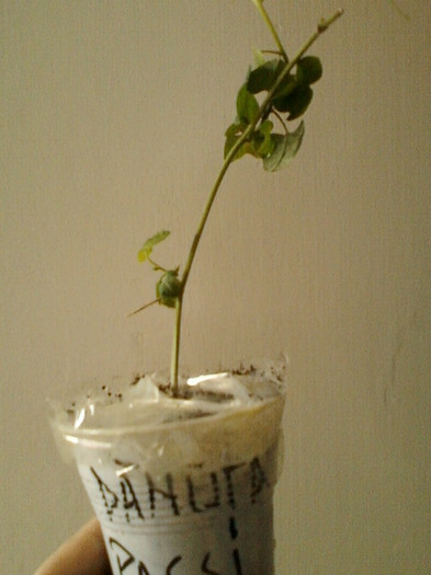 23 mai 2012-flori 024 - primite