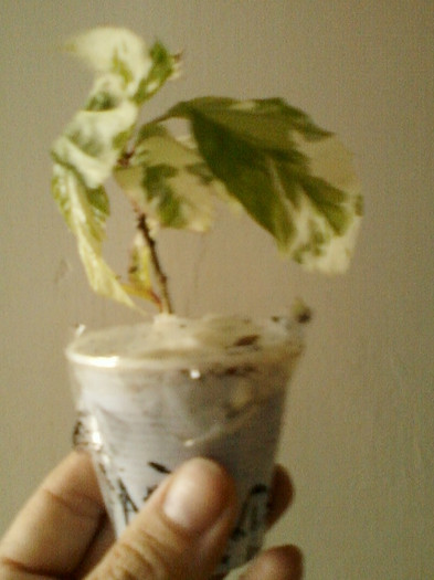 23 mai 2012-flori 027 - primite