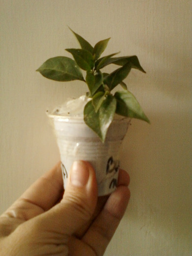 23 mai 2012-flori 031 - primite