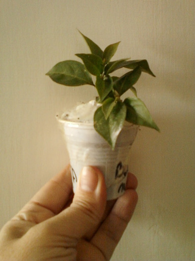 23 mai 2012-flori 033 - primite