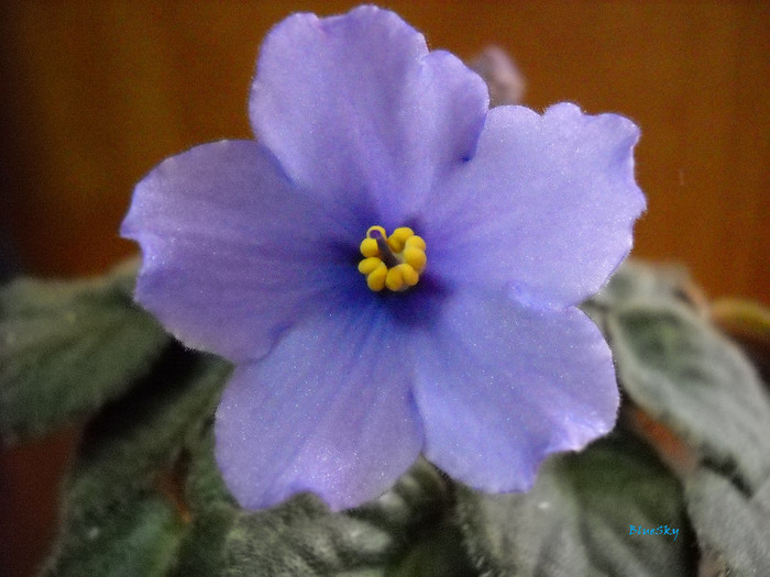 Blue Sky :) - VIOLETE AFRICANE DE COLECTIE