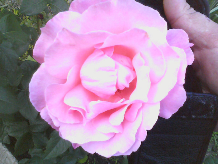 Picture 006 - TRANDAFIRI 2012