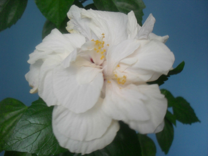 SDC17787 - HIBISCUS Classic White 2011-2012 pierdut