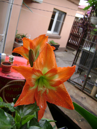 DSC08752 - amaryllis 2012