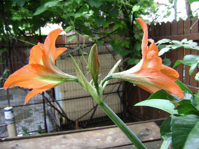 DSC08753 - amaryllis 2012