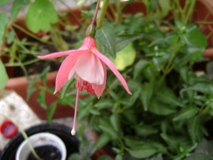 DSC08756 - Fuchsia