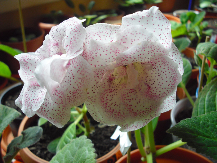 CIMG7380 - gloxinia 2012