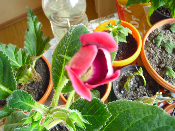 CIMG7383 - gloxinia 2012