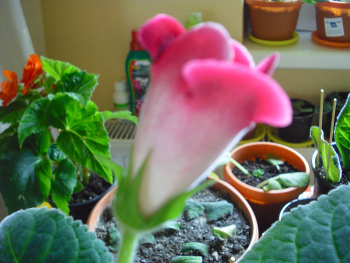 CIMG7381 - gloxinia 2012