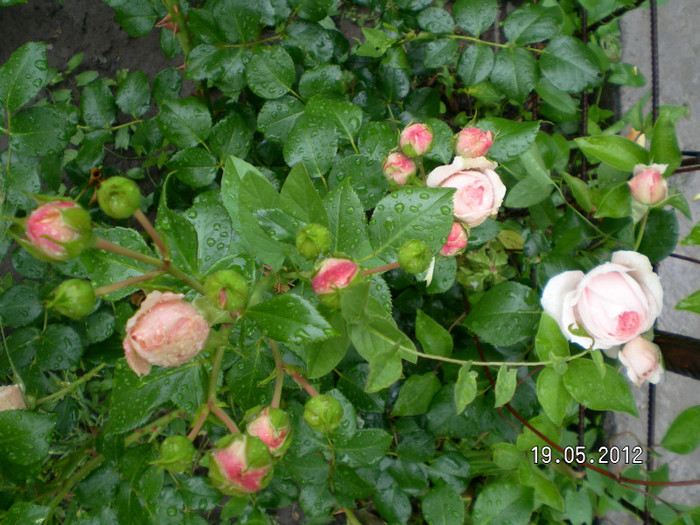 GIARDINA ROSE 1 - 2012 GRADINA DE TRANDAFIRI