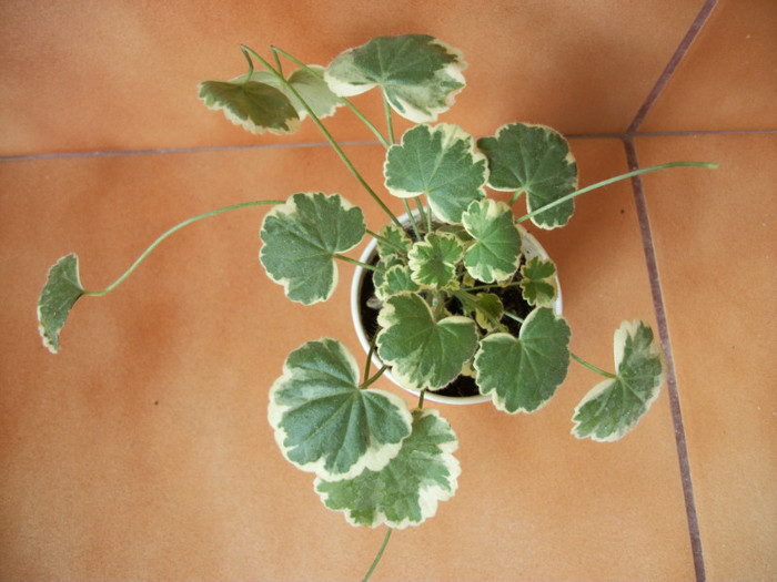muscata - 1 ACHIZITII PLANTE 2012