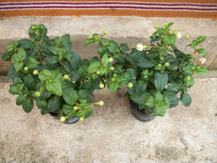 cercelusi - 1 ACHIZITII PLANTE 2012