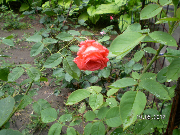 SUPER STAR 2