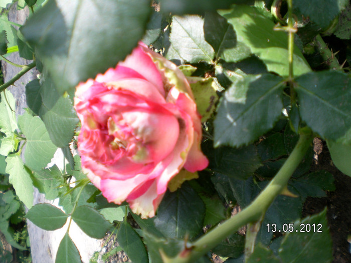 WALZERTRAUM ROSE 3