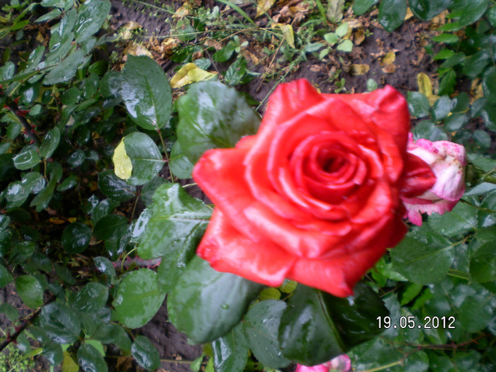 BACCARA