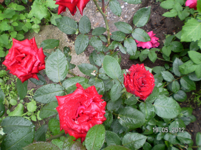 BACCARA