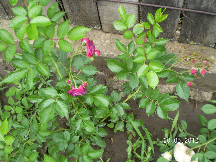 BLUE MAGENTA