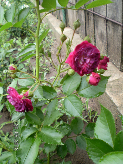 BLUE MAGENTA