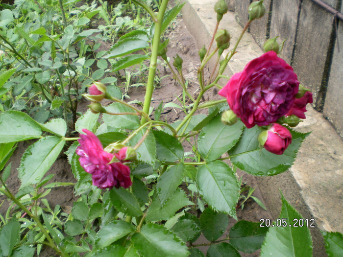 BLUE MAGENTA