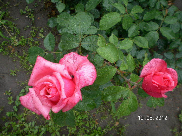 BEL ANGE ROSE 3
