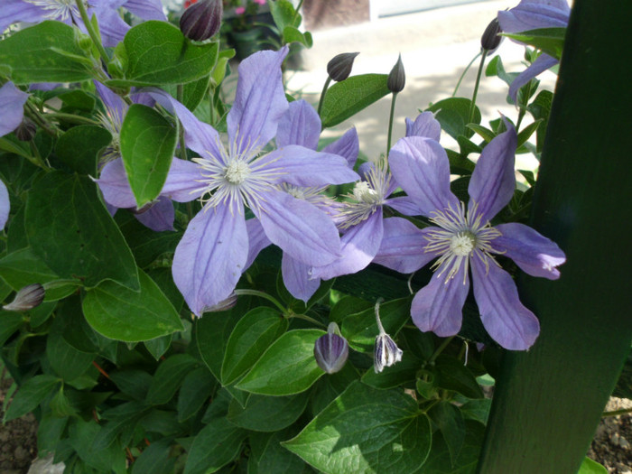 Arrabela - Trandafiri si clematite 2012