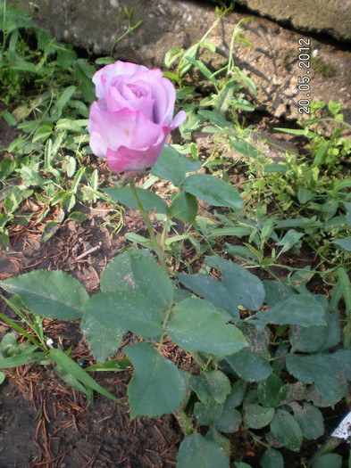DIORESSENCE ROSE 1