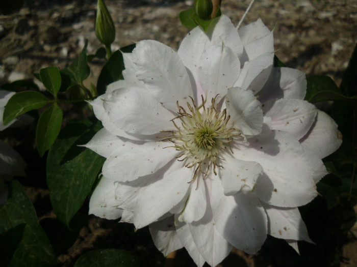 Andromeda - Trandafiri si clematite 2012