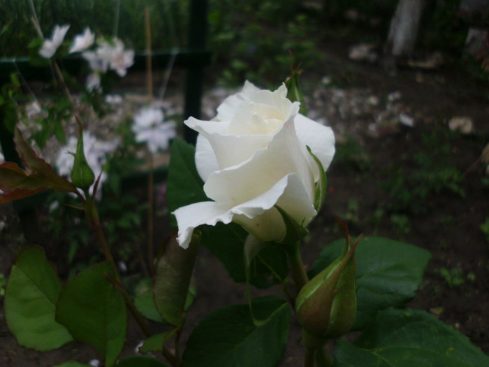 Virgo - Trandafiri si clematite 2012