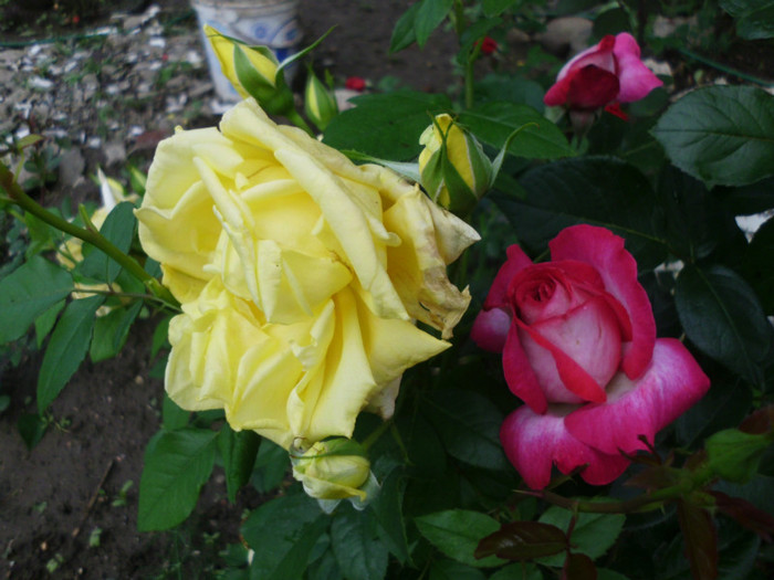 21.05.2012 044 - Trandafiri si clematite 2012