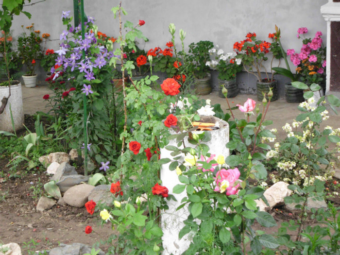 23.05.2012 077 - Trandafiri si clematite 2012