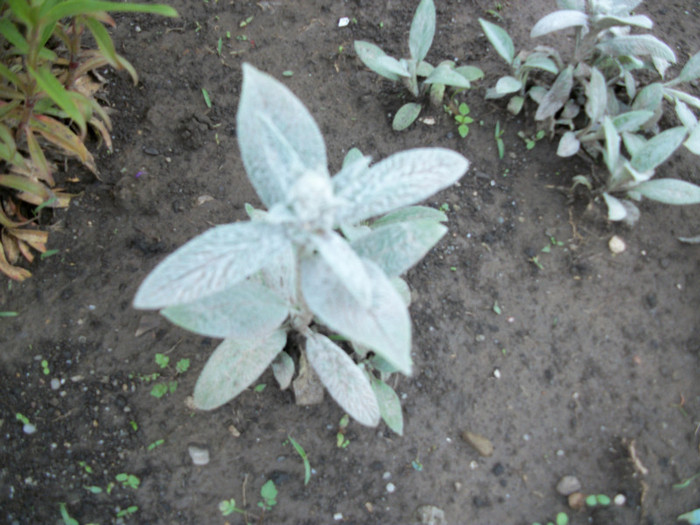 100_9716 - stachys byzantina 2012