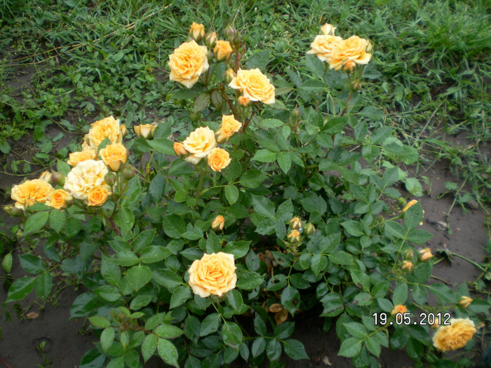 CLEMENTINE 1