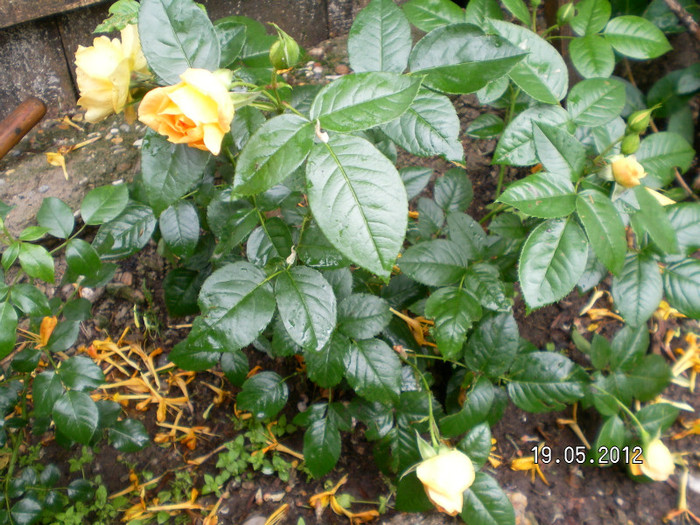 GARDEN PRINCES 1