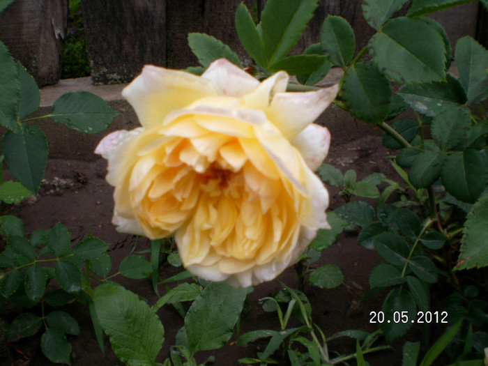 SANY2742
