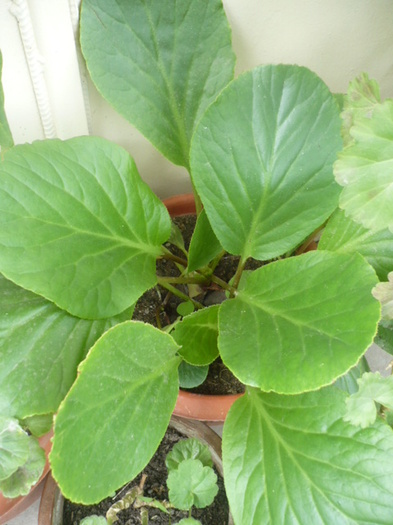 bergenia- primita de la o vecina!