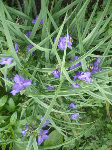 P1110435