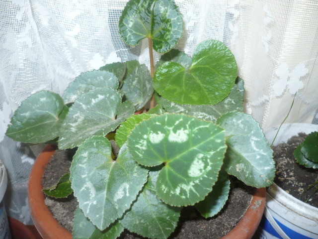 cyclamen
