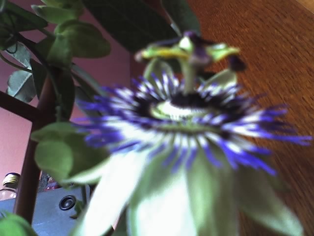 o noua floare ma bucura astazi! - PASSIFLORA CAERULEA