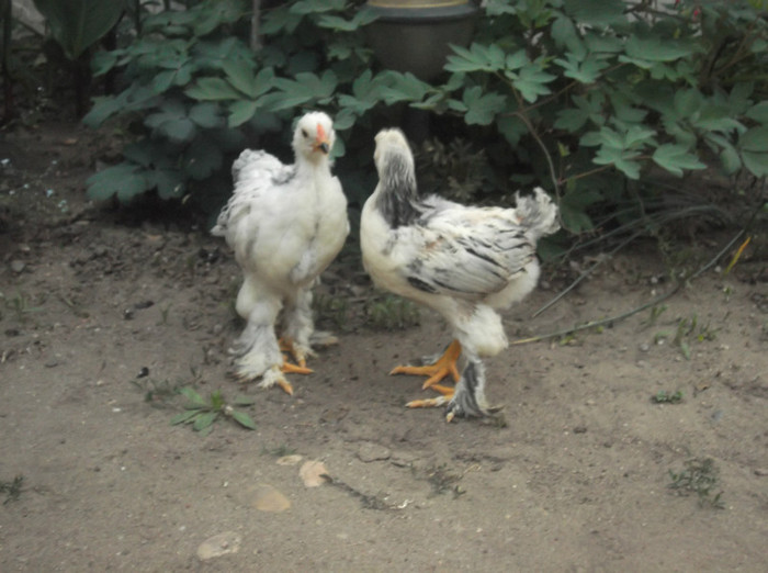 BRAHMA HERMINAT-DESCHIS