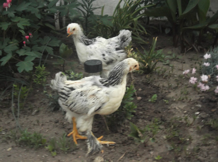 BRAHMA HERMINAT-DESCHIS - PUI DE GAINA 2012