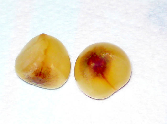Seminte de Clivia Peach - Seminte clivia