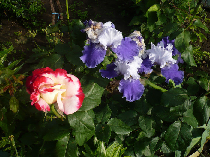 23.05.2012 - GRADINA 2012