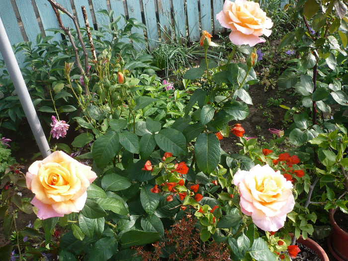 P1130843 - GRADINA 2012