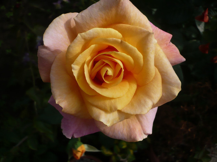 P1130844 - GRADINA 2012