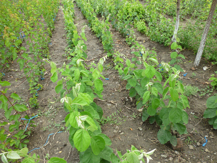 GUTUI ALTOITI - Pomicultura 2012