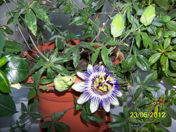 317_6361 - passiflora 2012